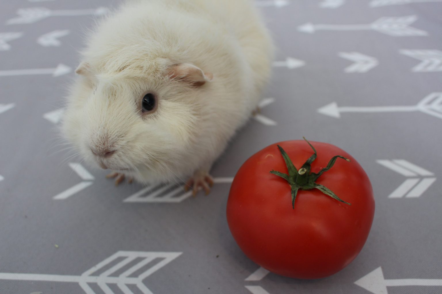 45 Foods Your Guinea Pig Should Not Eat (Dangers, Toxic Foods And Plants) Precisely Pets