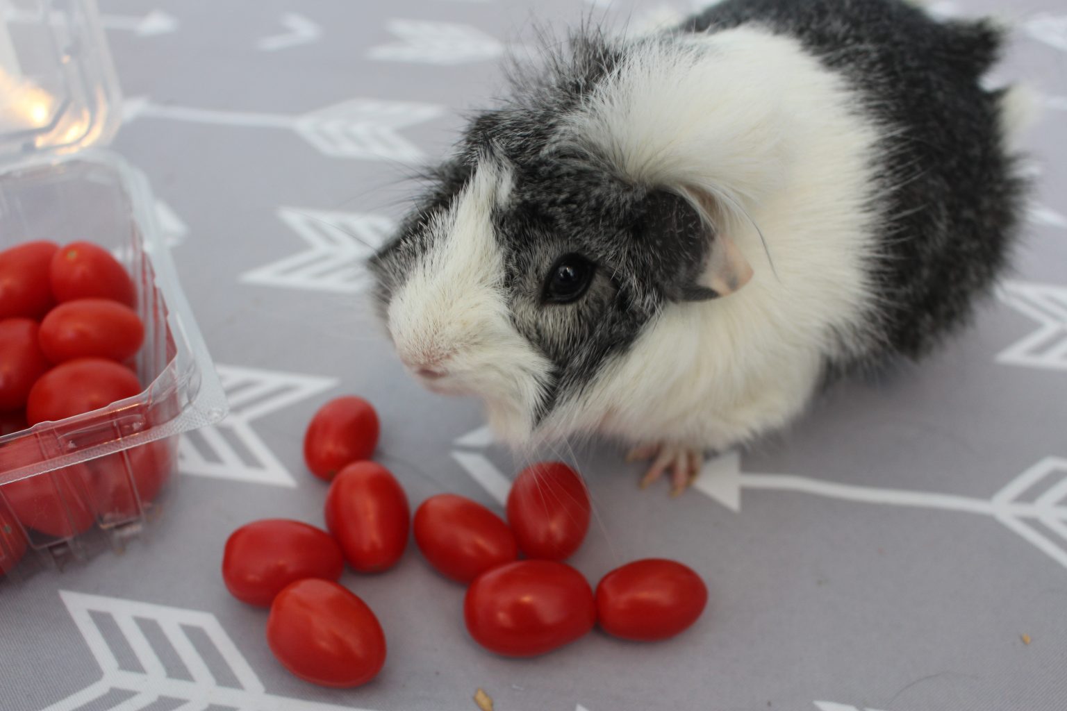 View of 10 Foods You Can Feed Your Guinea Pig Daily - Precisely Pets