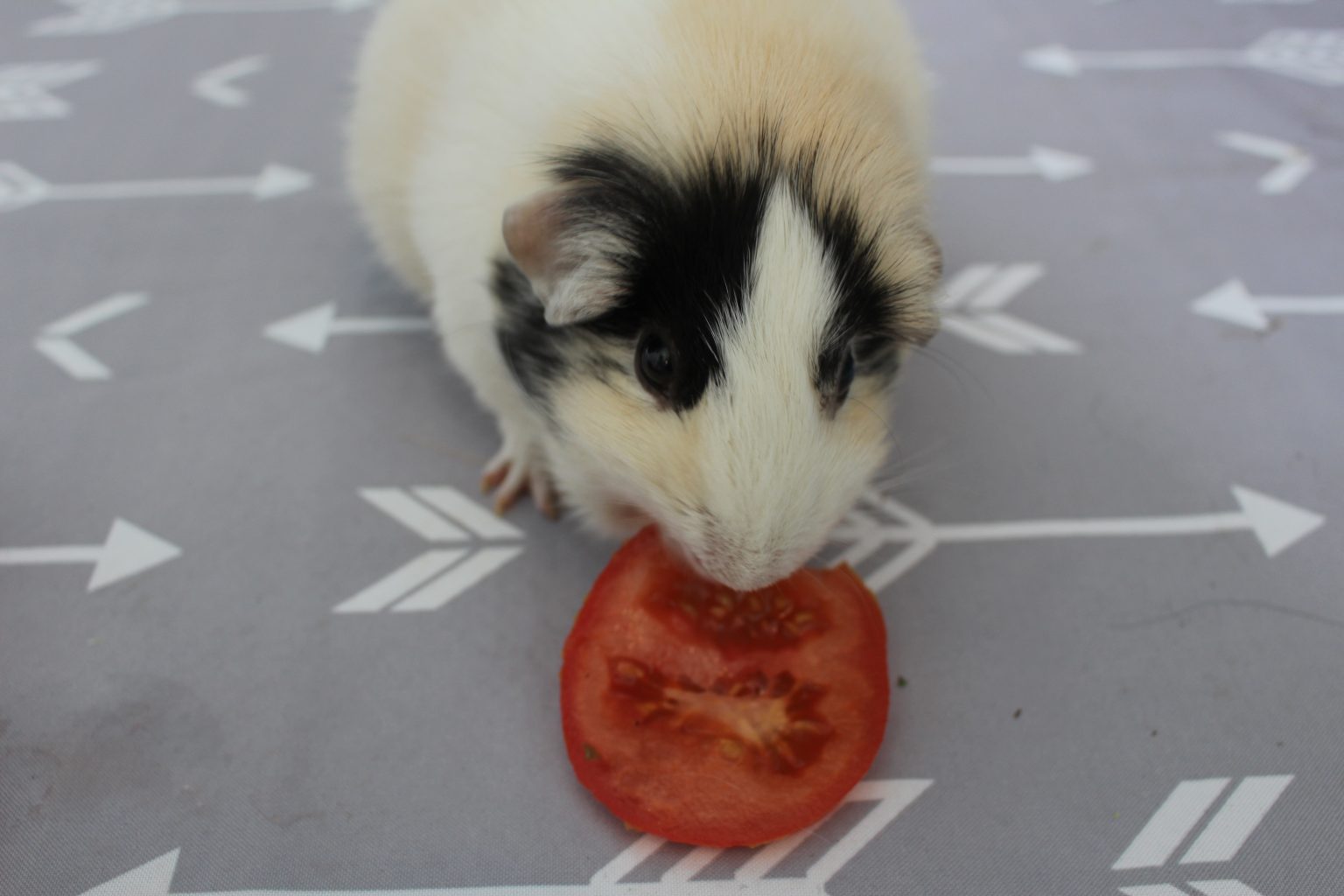 17 Foods For Guinea Pigs That Are High In Vitamin C Precisely Pets