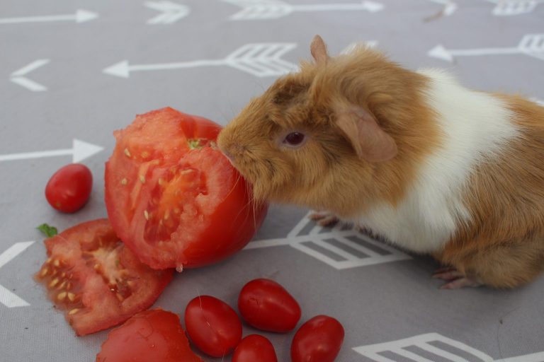 21 Low Calcium Foods For Guinea Pigs Precisely Pets