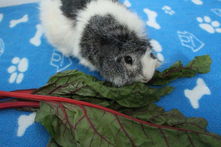 Can Guinea Pigs Eat Swiss Chard? (How Much Is Safe?) Precisely Pets