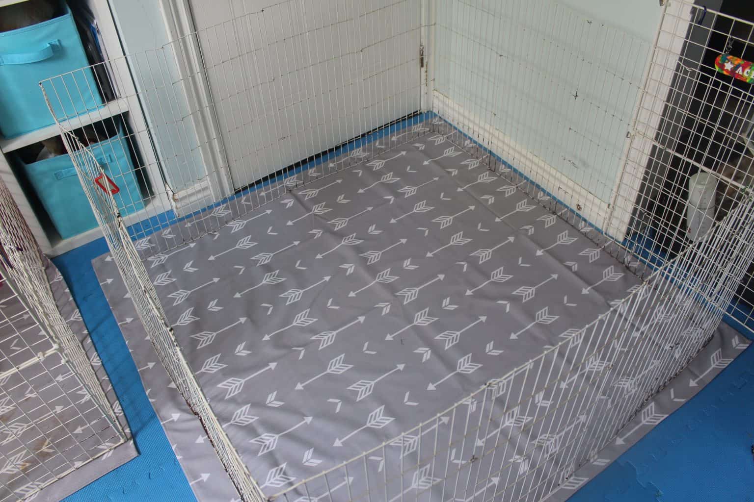 Guinea Pig Floor Time Tips And Setup Precisely Pets