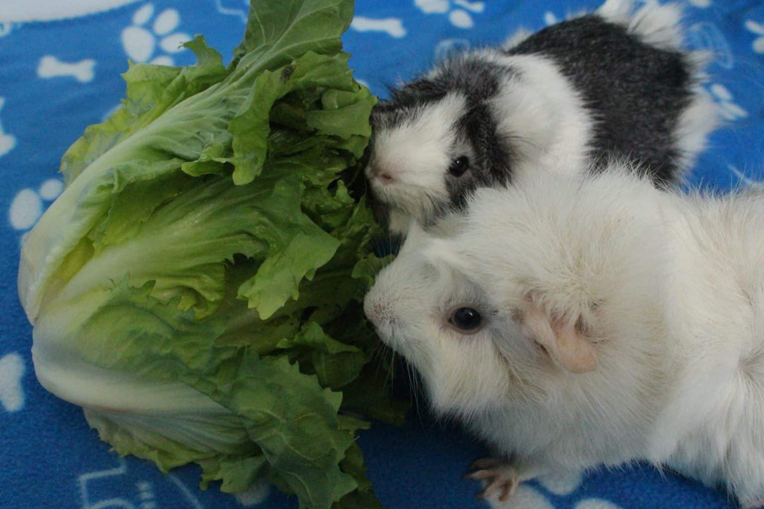Can Guinea Pigs Eat Endive, Escarole, And Chicory? (How Much Is Safe ... - Endive Greens Guinea Pigs