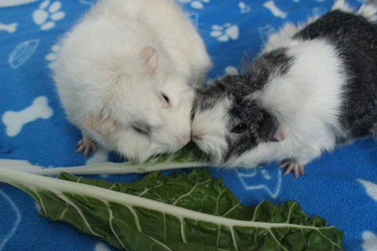 Can Guinea Pigs Eat Swiss Chard? (How Much Is Safe?) Precisely Pets Can Guinea Pigs Eat Swiss Chard? (How Much Is Safe?) Precisely Pets
