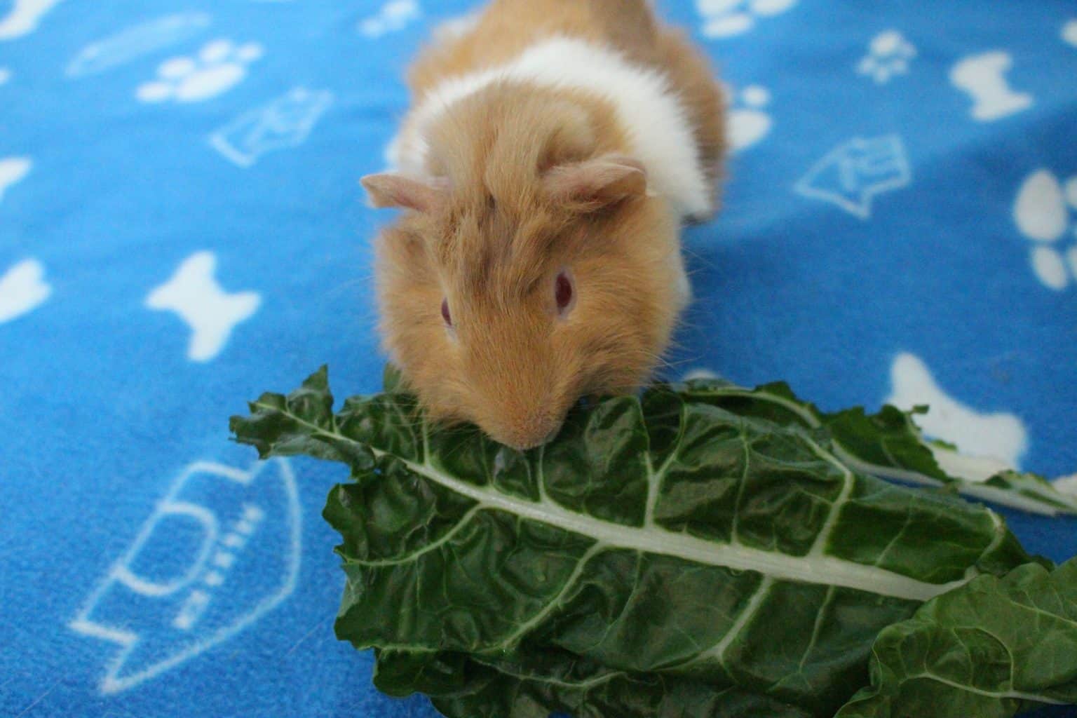 21 High Calcium Foods For Guinea Pigs (Best Foods For Baby Guinea Pigs