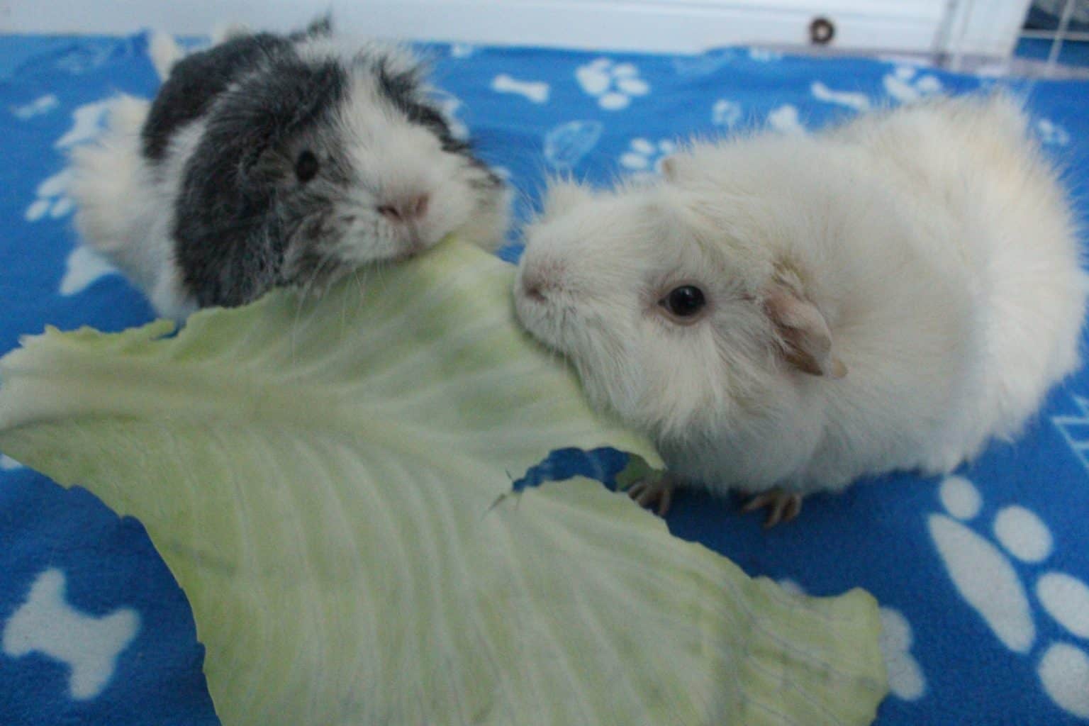 Can Guinea Pigs Eat Cabbage (How Much Is Safe?) - Precisely Pets
