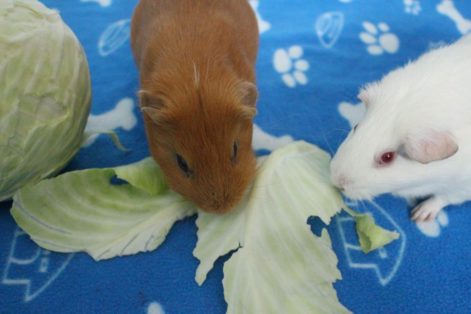 Can Guinea Pigs Eat Cabbage (How Much Is Safe?) - Precisely Pets - Organic Cabbage For Guinea Pigs