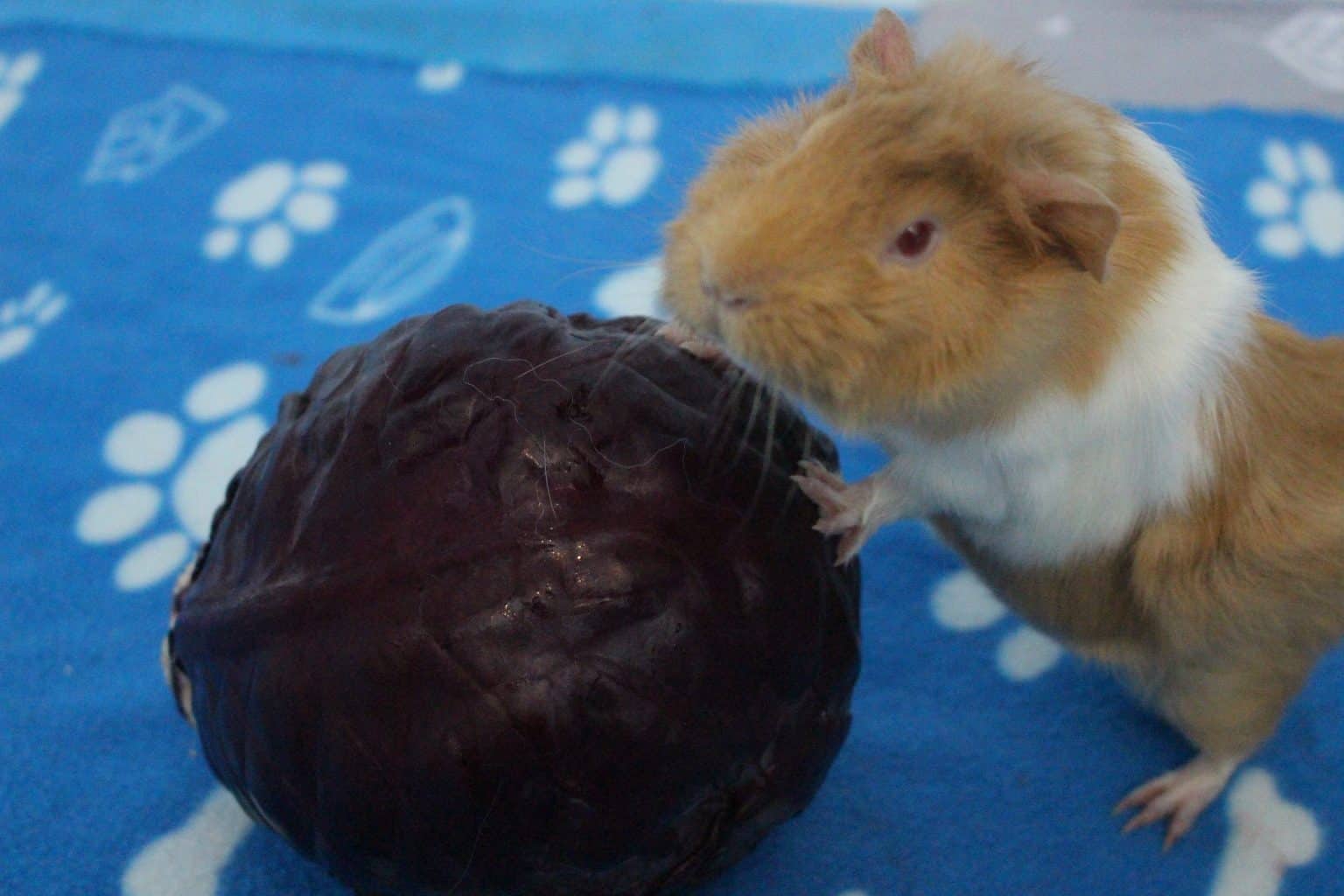 Spectacular Can Guinea Pigs Eat Purple Cabbage Image in 4K Spectacular Can Guinea Pigs Eat Purple Cabbage Image in 4K