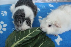 View of 21 Low Calcium Foods For Guinea Pigs - Precisely Pets