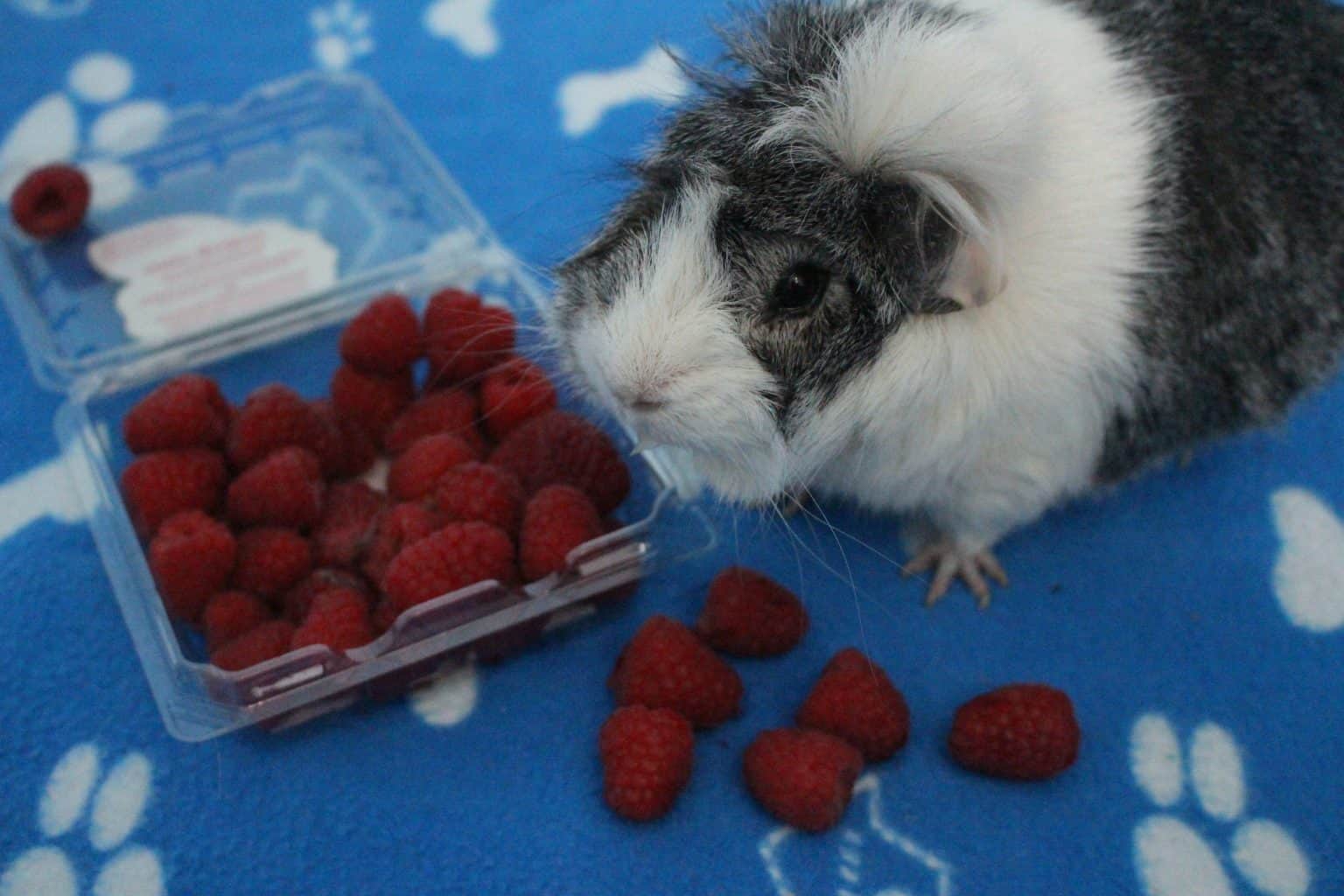Thumbnail for Treat Guinea Pigs To Raspberries