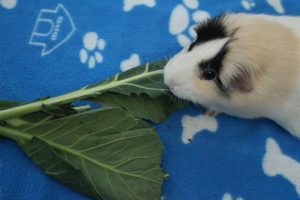 Picture of Can Guinea Pigs Eat Collard Greens? (How Much Is Safe?) - Precisely Pets