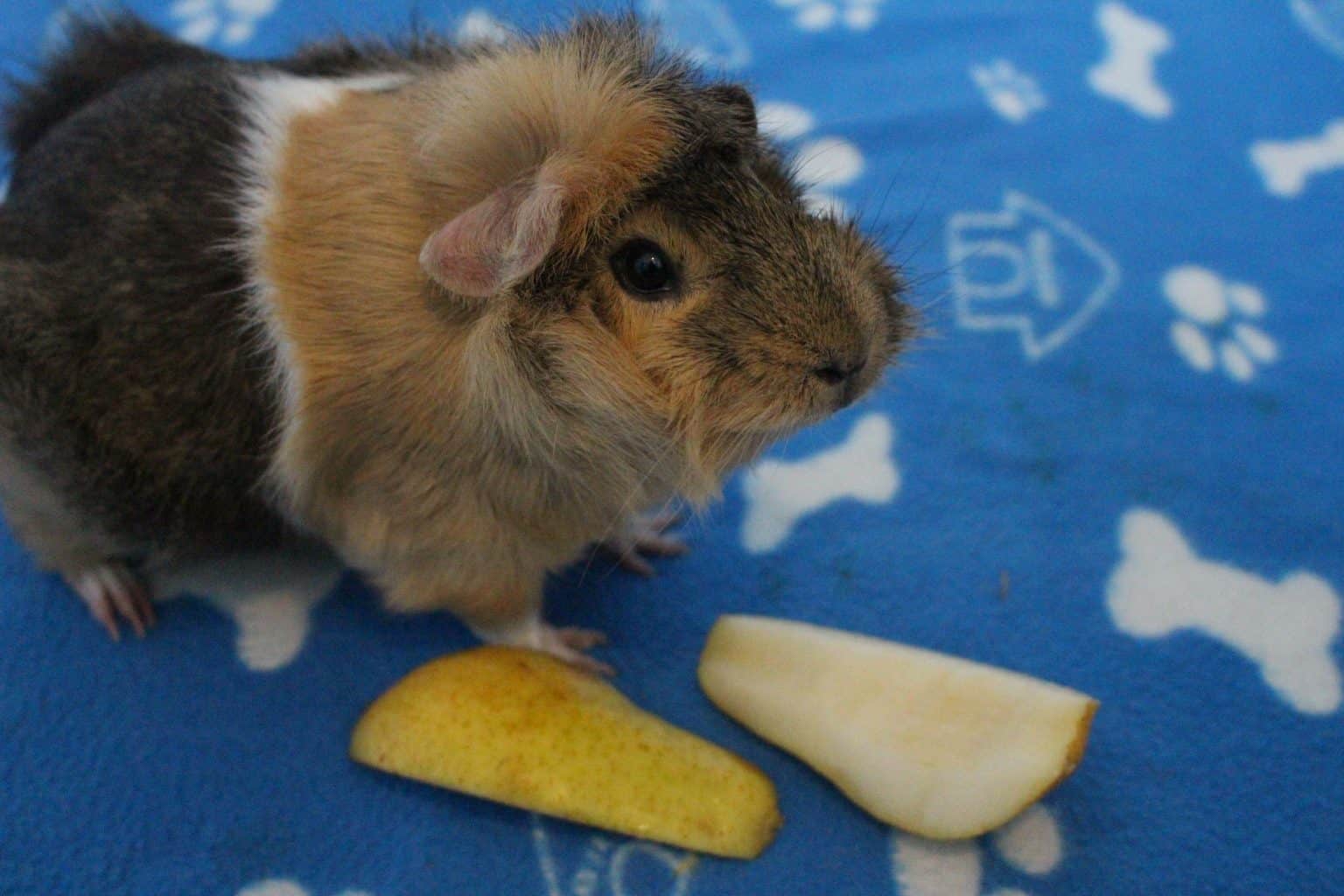 21 Low Calcium Foods For Guinea Pigs - Precisely Pets - Calcium Toxicity In Guinea Pigs Health Problems