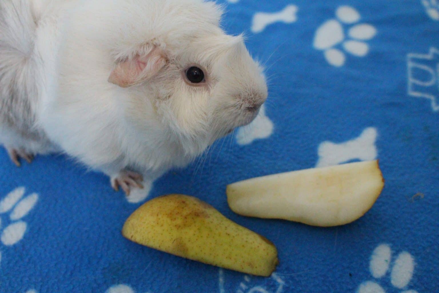 Can Guinea Pigs Eat Pears? (How Much Is Safe?) Precisely Pets
