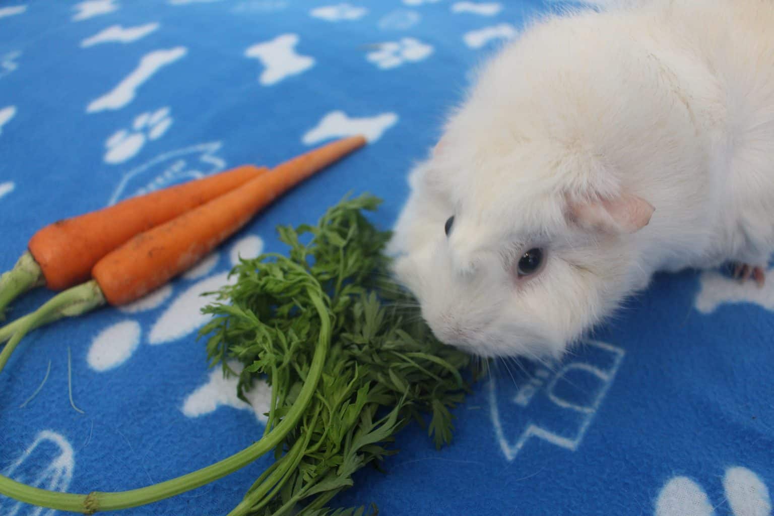 Curated visual reference: Gallery Detail: Can Guinea Pigs Eat Carrot Tops How Much Is Safe
