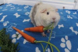 21 Low Calcium Foods For Guinea Pigs Photo Inspiration