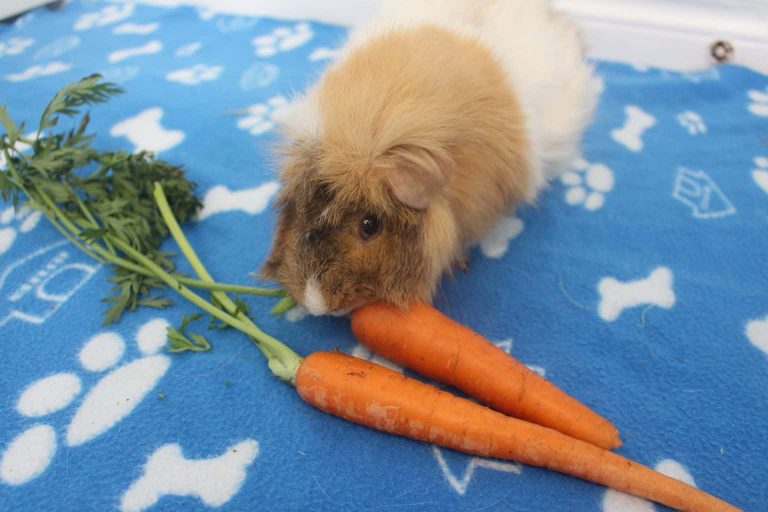 10 Foods You Can Feed Your Guinea Pig Daily Precisely Pets