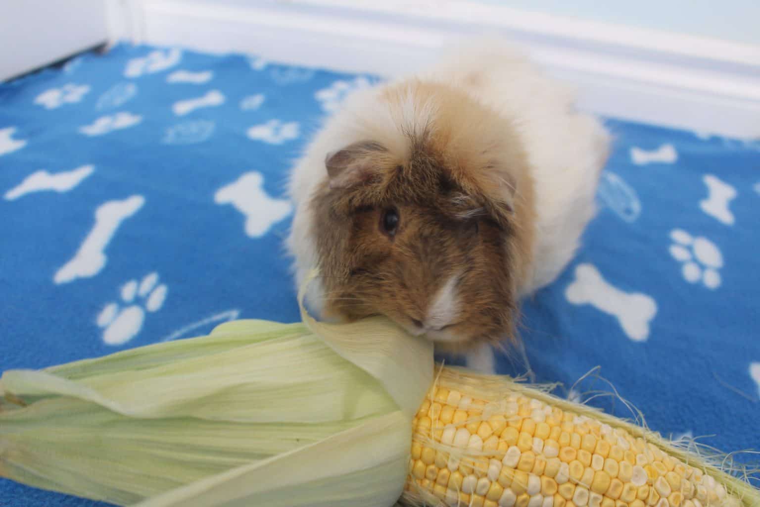 Can Guinea Pigs Eat Corn On The Cob? (Safety Concerns, Benefits, Risks