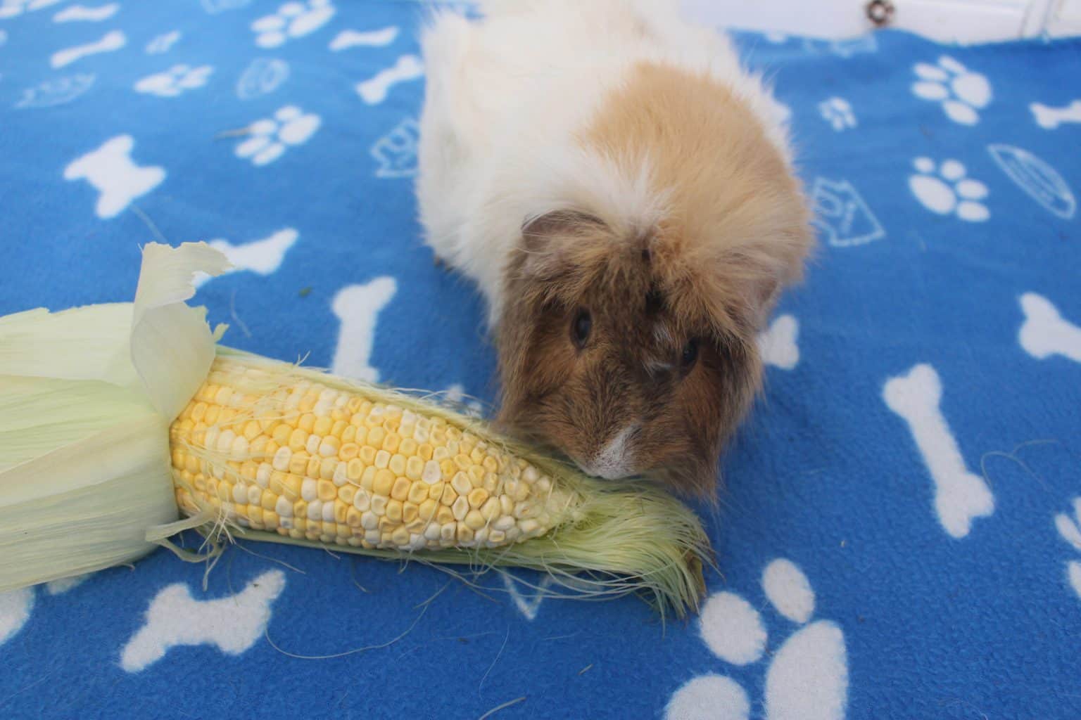 Can Guinea Pigs Eat Corn On The Cob? (Safety Concerns, Benefits, Risks ...