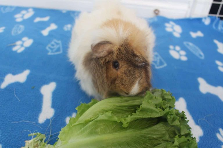 View of 10 Foods You Can Feed Your Guinea Pig Daily - Precisely Pets