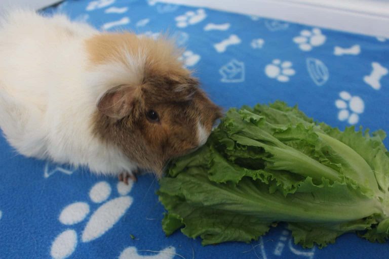 15 Favorite Foods That Guinea Pigs Love Precisely Pets