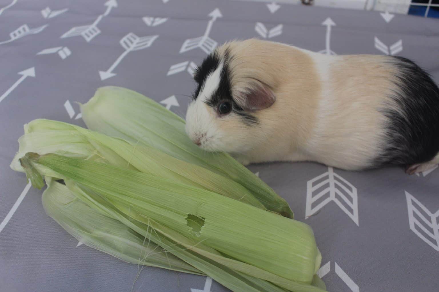 Can Guinea Pigs Eat Corn On The Cob Safety Concerns Photo Inspiration