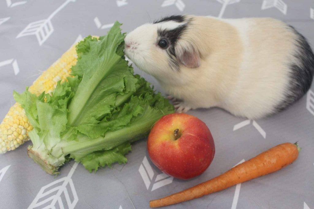 Collard greens 2025 guinea pigs