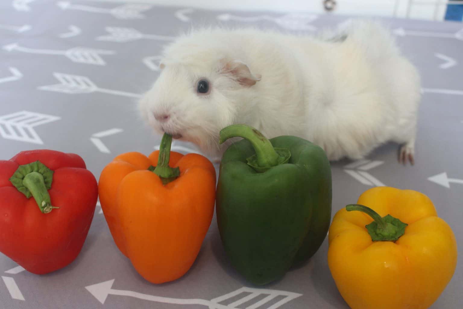 Picture of 10 Foods You Can Feed Your Guinea Pig Daily - Precisely Pets