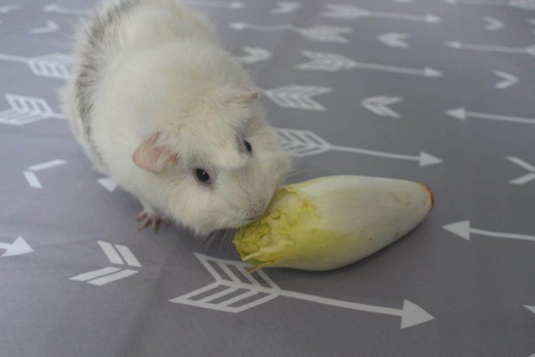 21 Low Calcium Foods For Guinea Pigs Precisely Pets