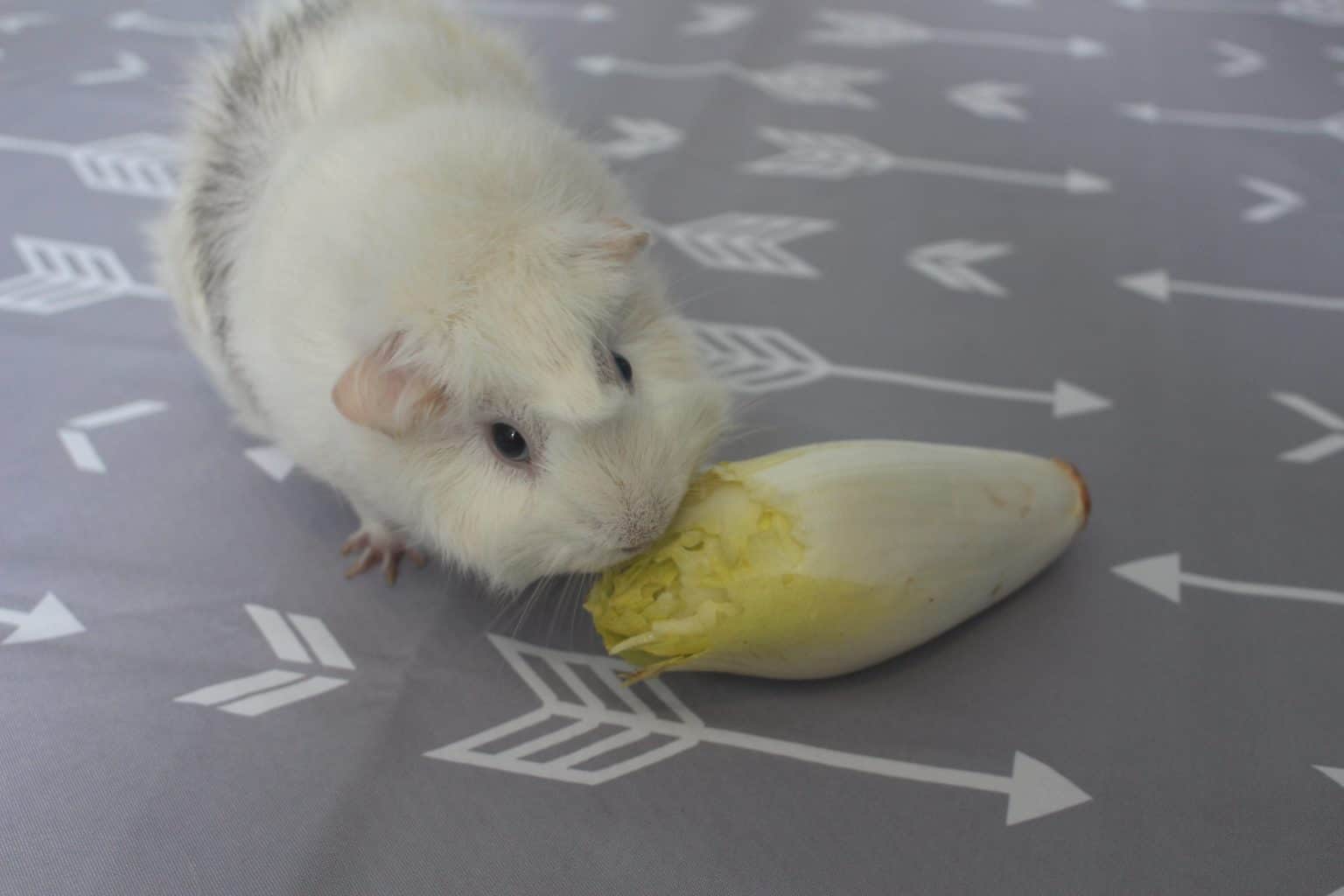 Beautiful view of Guinea Pigs And Calcium Absorption