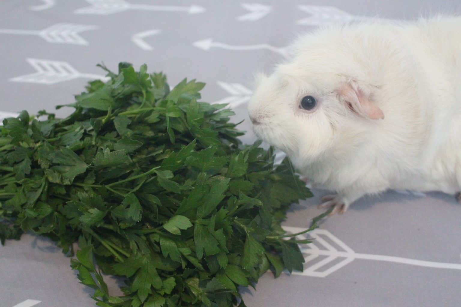 Can Guinea Pigs Eat Parsley? (How Much Is Safe?) Precisely Pets