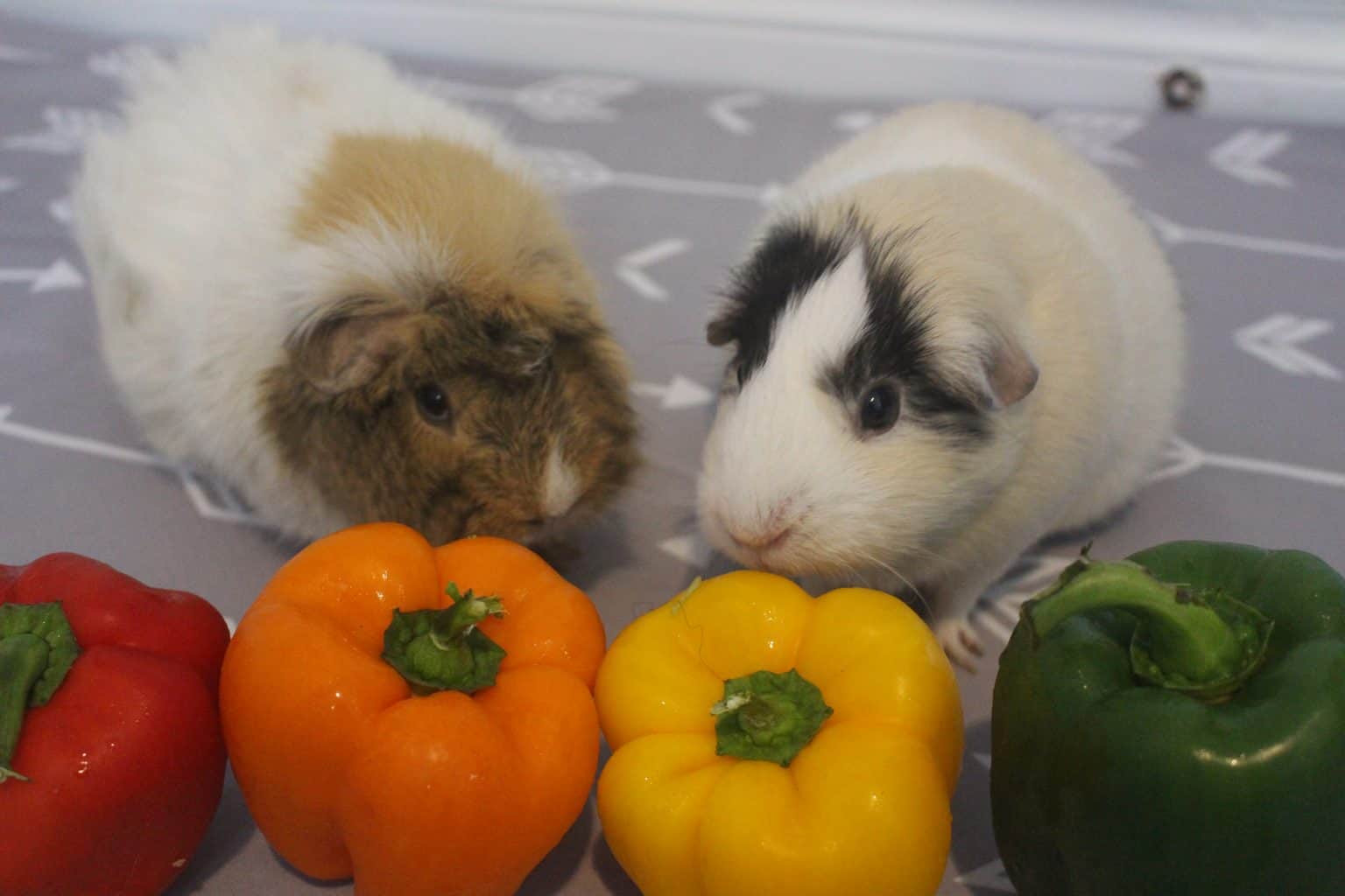 15 Favorite Foods That Guinea Pigs Love - Precisely Pets