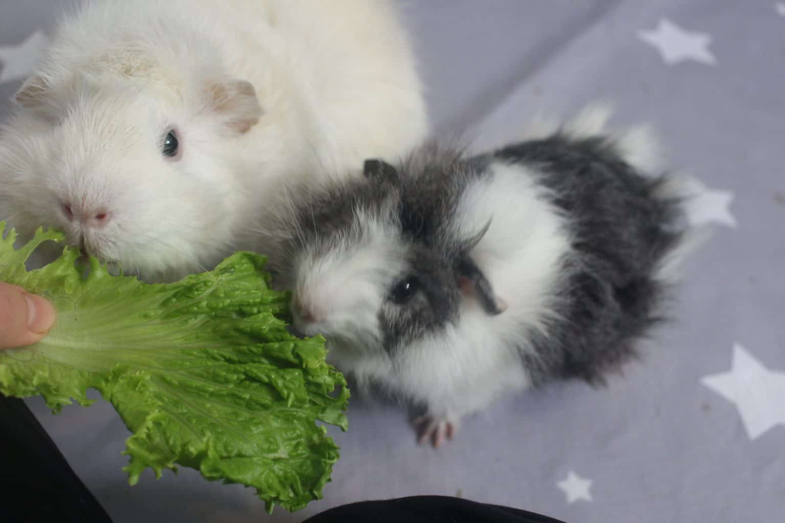 How Big Do Guinea Pigs Get? Average Size And Weight Precisely Pets