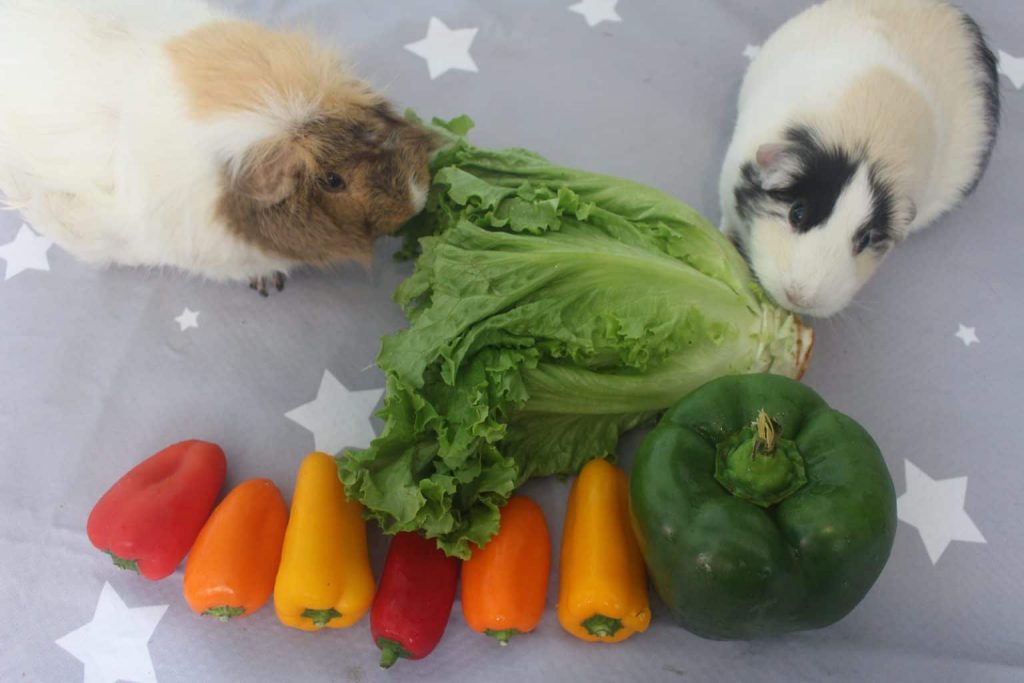 Do guinea pigs shop eat green peppers