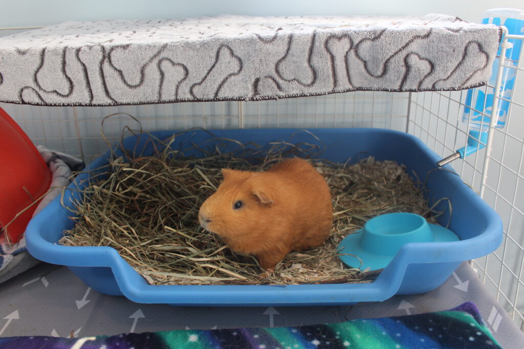 Flies around 2025 guinea pig cage