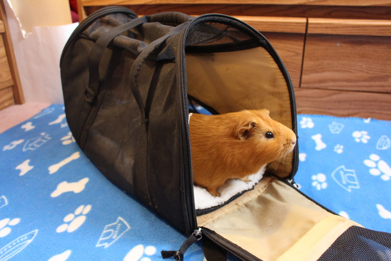 New Guinea Pig Supply Checklist (Things You Need For A New Guinea Pig