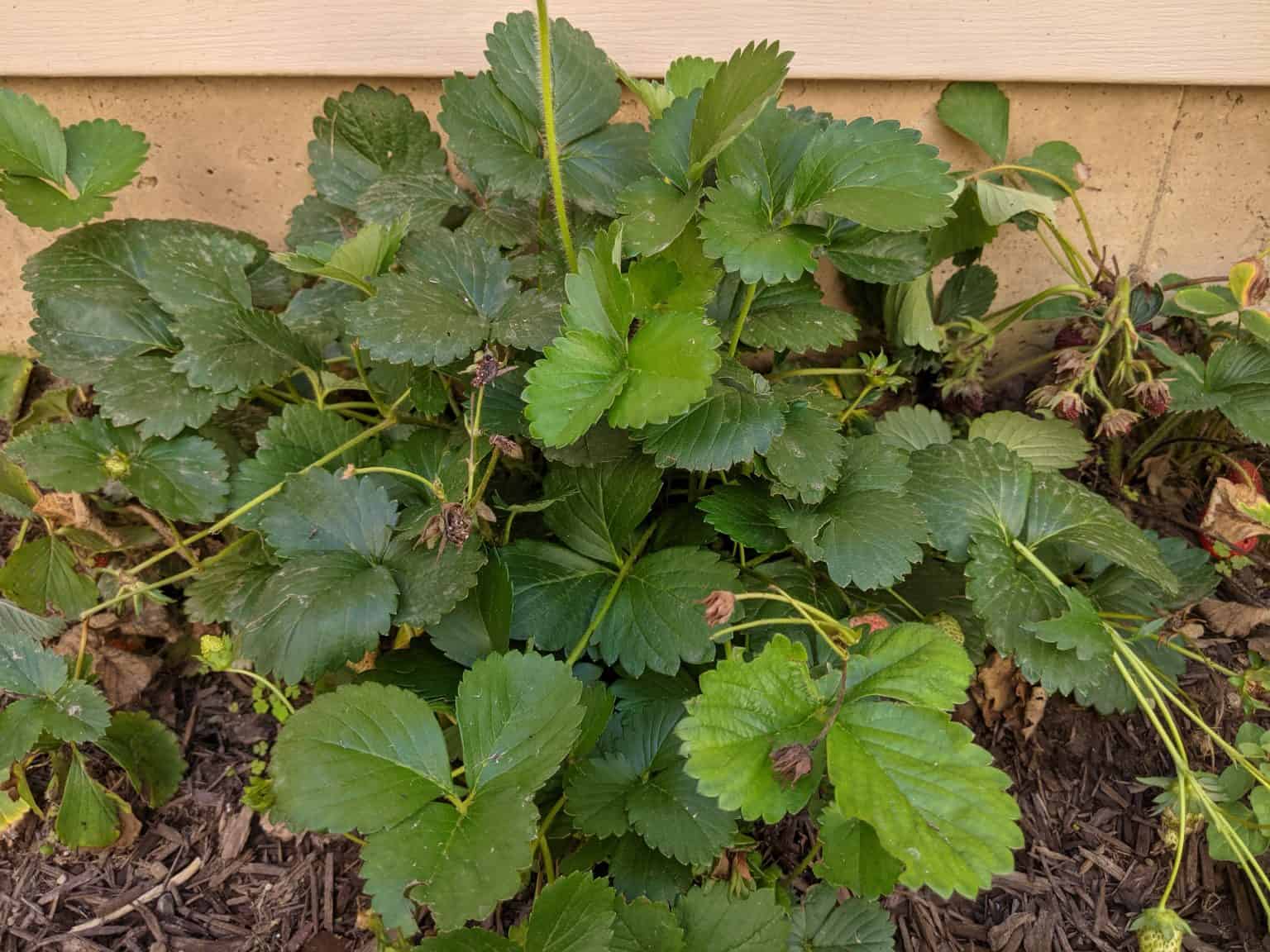 Picture of Complete List Of Herbs That Guinea Pigs Can Eat (And Dangerous Herbs To ...