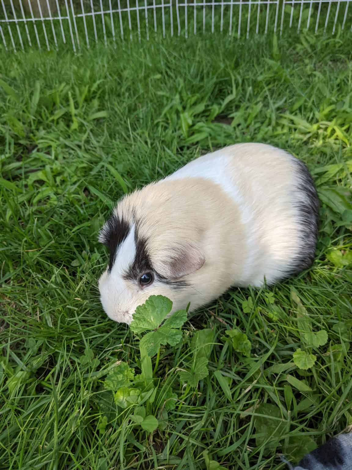 Complete List Of Herbs That Guinea Pigs Can Eat (And Dangerous Herbs To