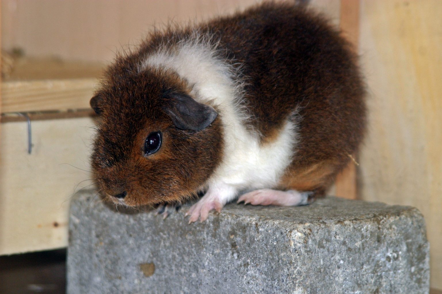 How Big Do Guinea Pigs Get? Average Size And Weight Precisely Pets