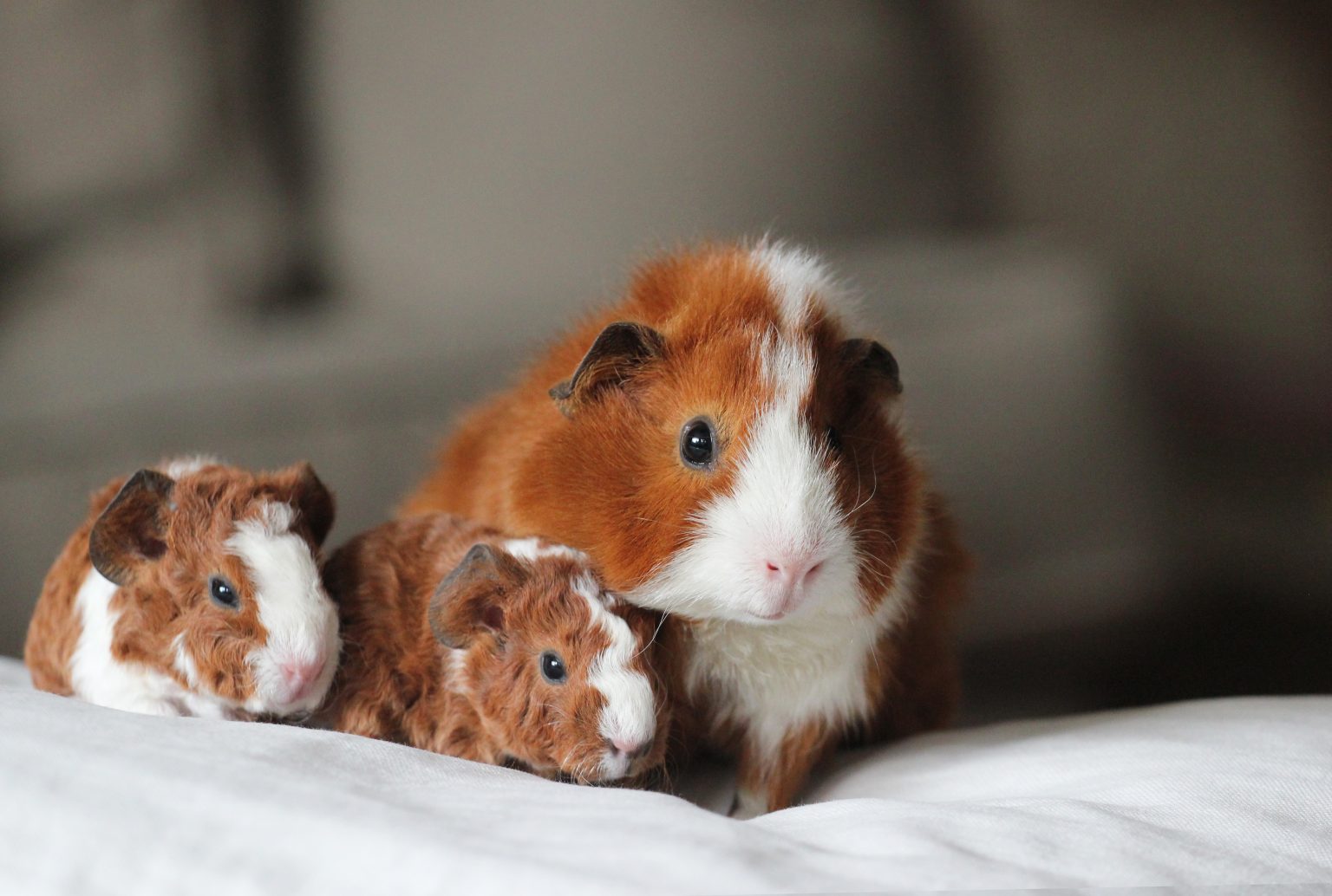 Complete List Of Herbs That Guinea Pigs Can Eat (And Dangerous Herbs To ...