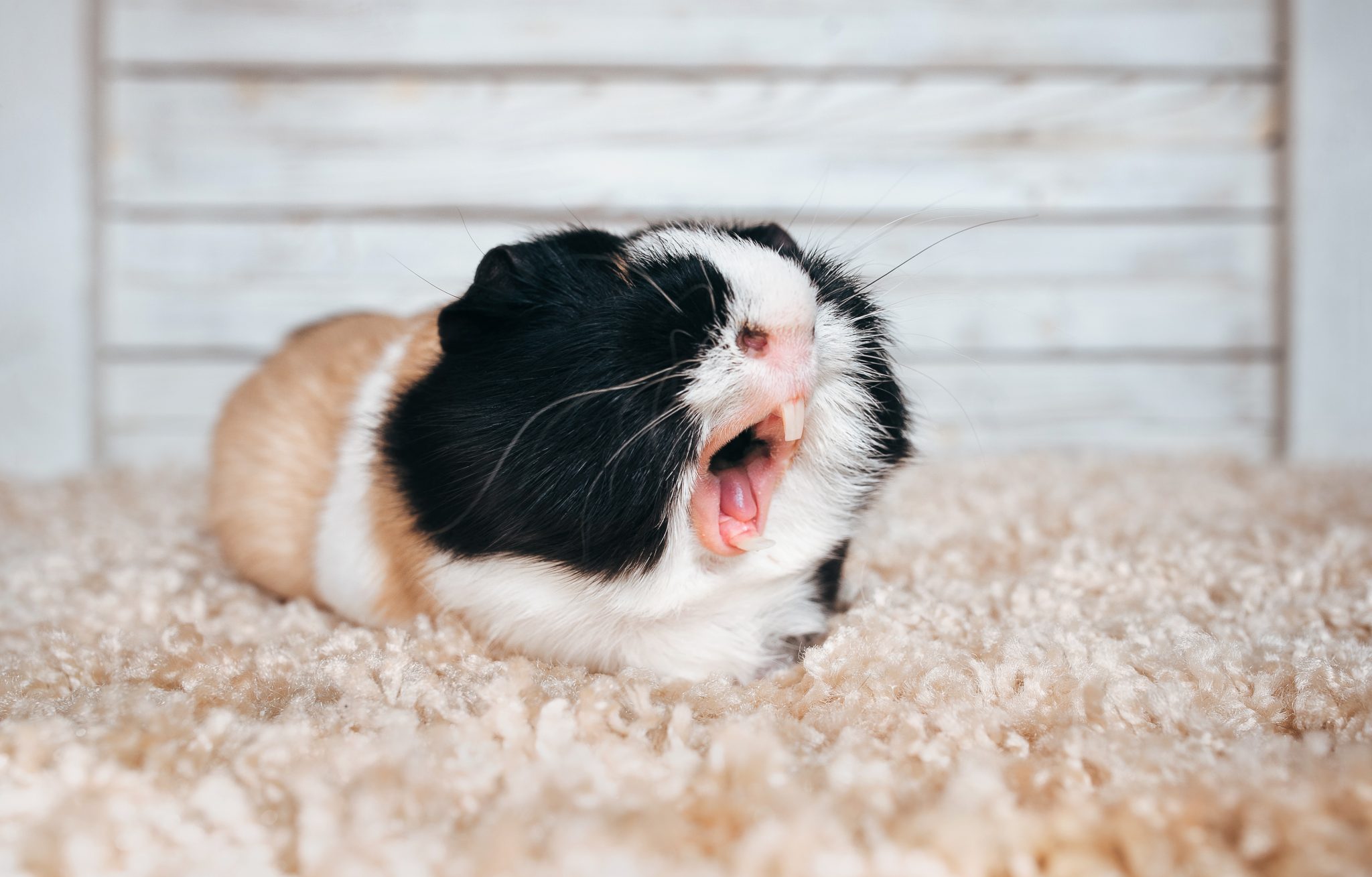 How To Tell When Your Guinea Pig Is Angry (7 Warning Signs) - Precisely ...