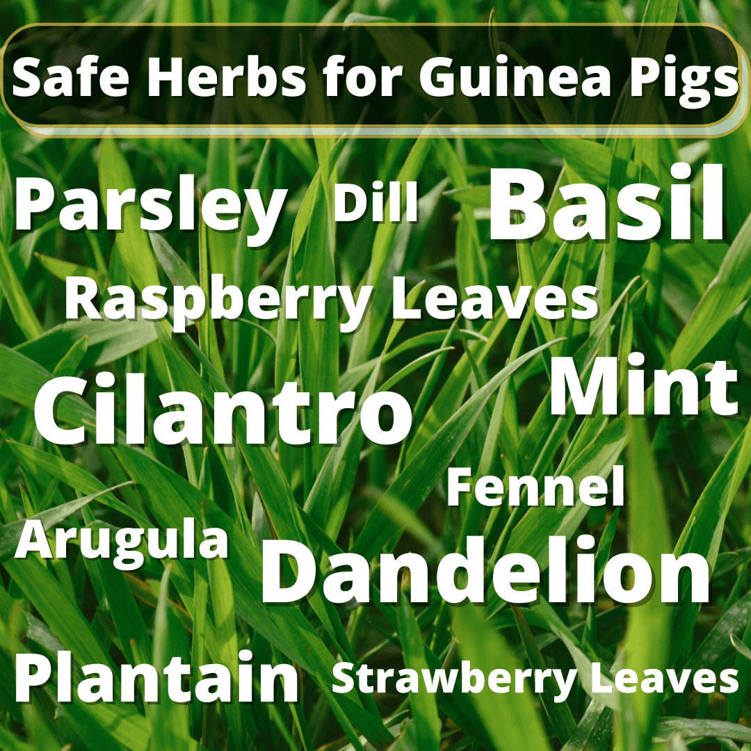 What Can Guinea Pigs Eat? (Safe Foods List) Precisely Pets