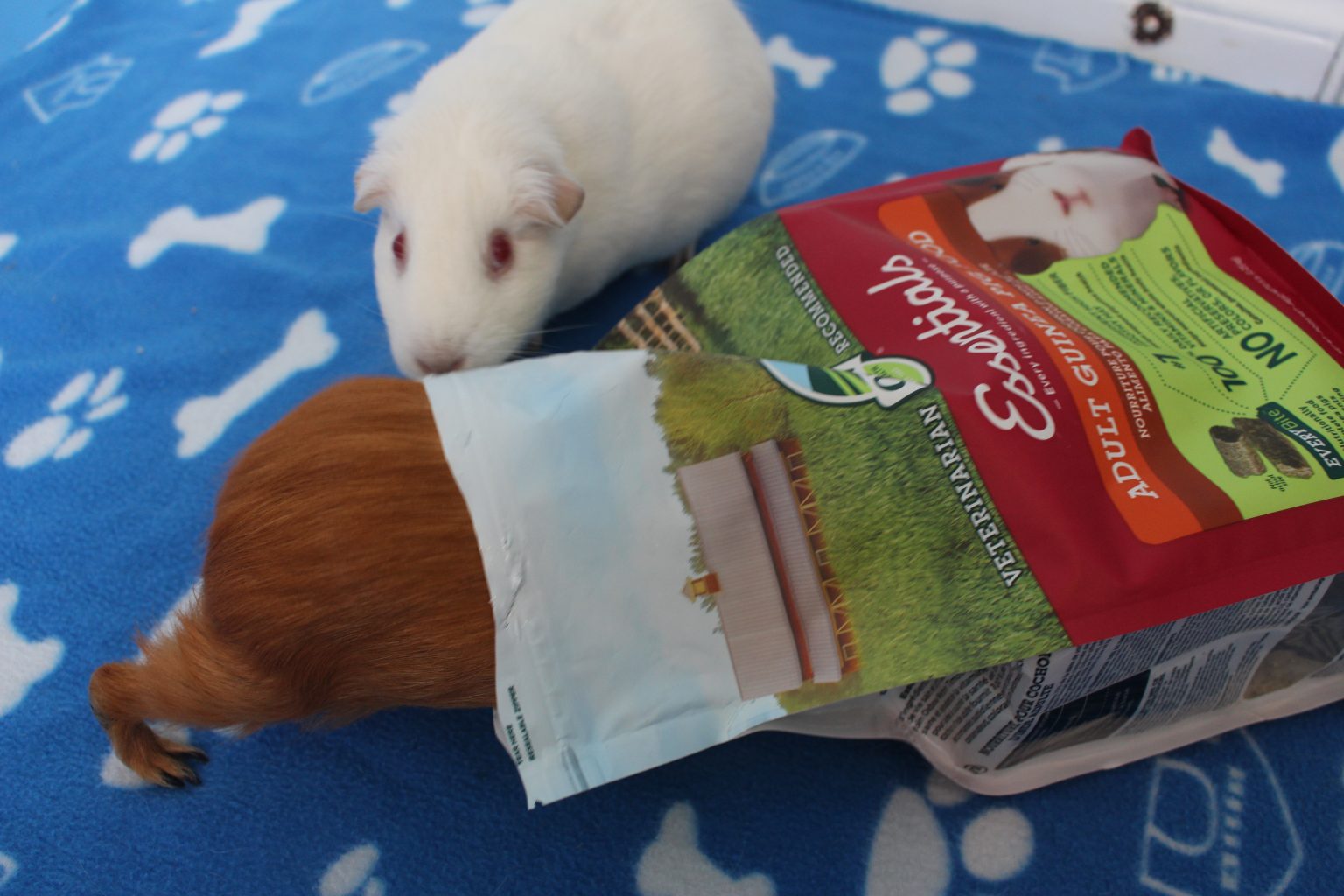 10 Foods You Can Feed Your Guinea Pig Daily Precisely Pets