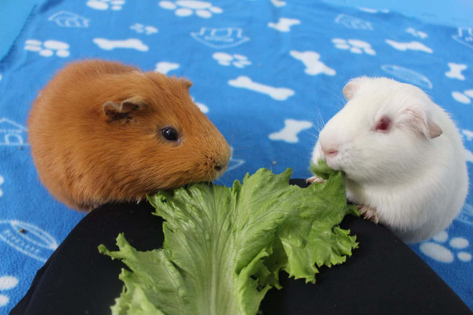 What Can Guinea Pigs Eat? (Safe Foods List) Precisely Pets
