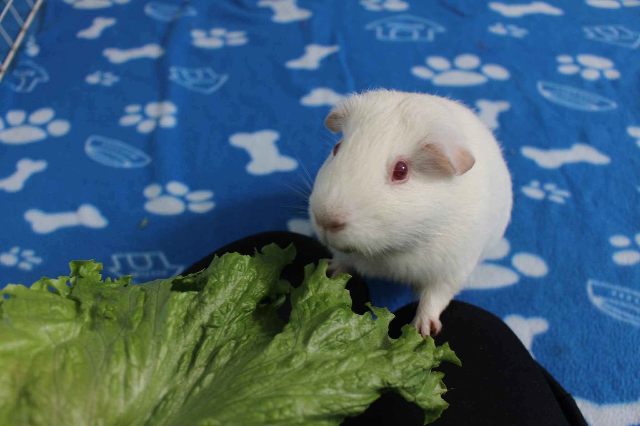 Why Do Guinea Pigs Chatter Their Teeth? (Anger, Fear, And Other Reasons
