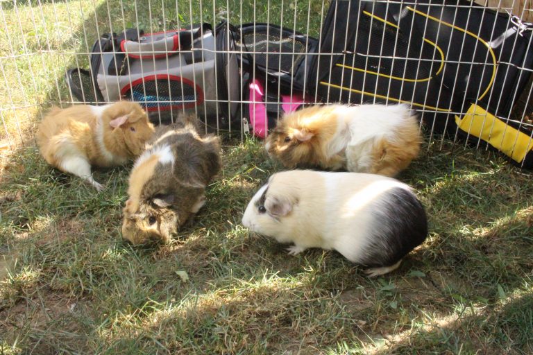 Why Do Guinea Pigs Chatter Their Teeth? (Anger, Fear, And Other Reasons