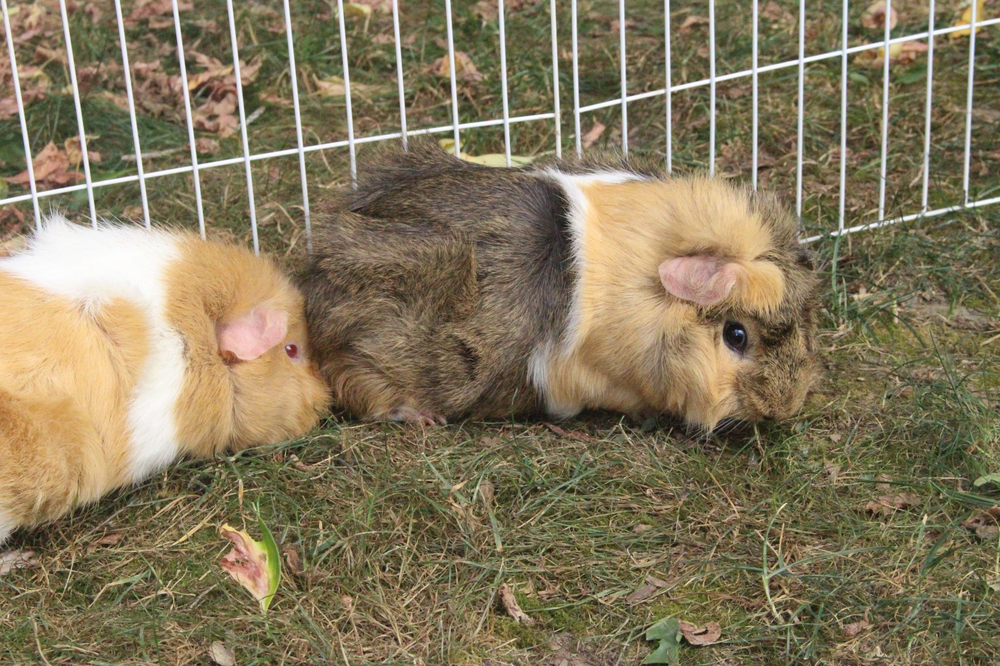 Guinea Pig Behavior Toward Each Other (What's Normal, What's Not