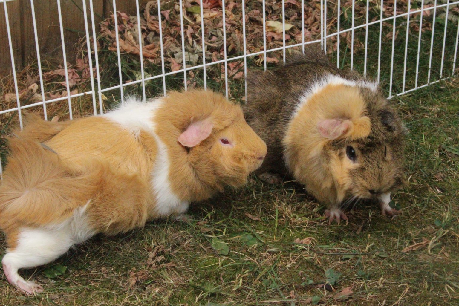 How To Tell If Your Guinea Pig Is Blind (5 Ways And What To Do