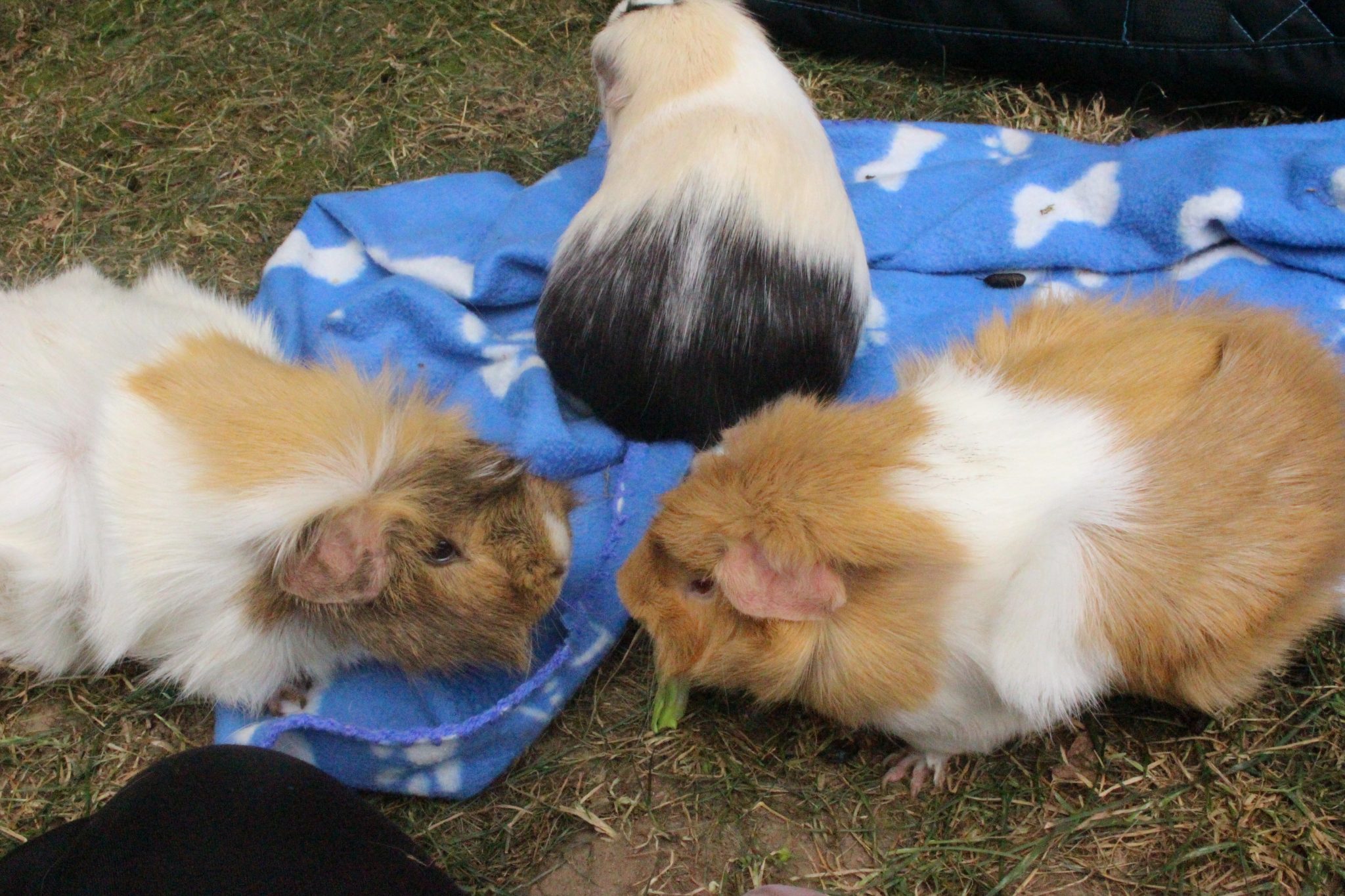 7-signs-your-guinea-pig-is-in-heat-how-to-tell-through-behavior
