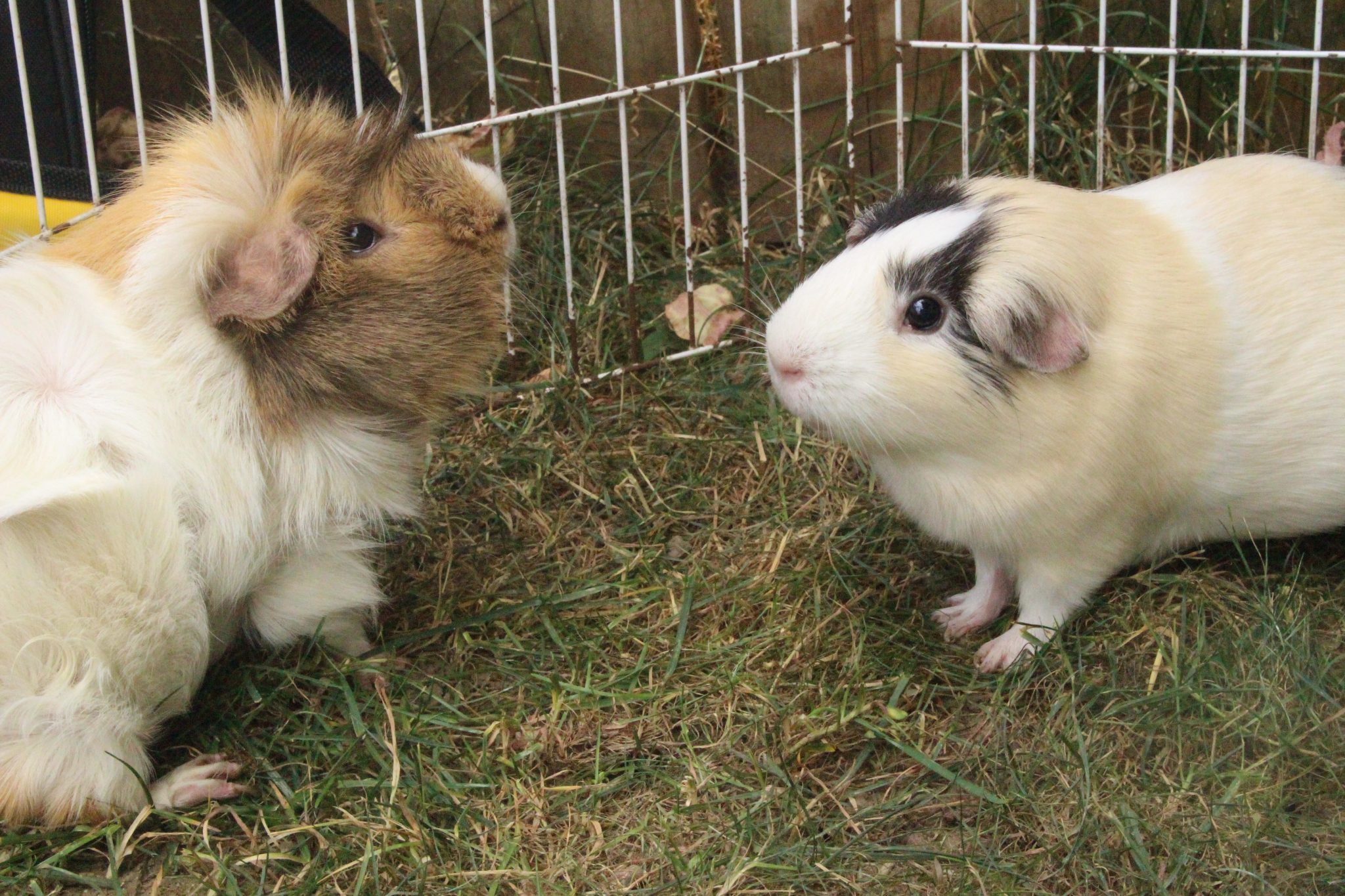 Guinea Pig Behavior Toward Each Other (What's Normal, What's Not
