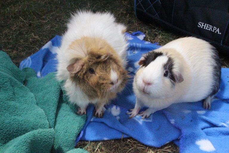 27 Normal Guinea Pig Behaviors And What They Mean Precisely Pets